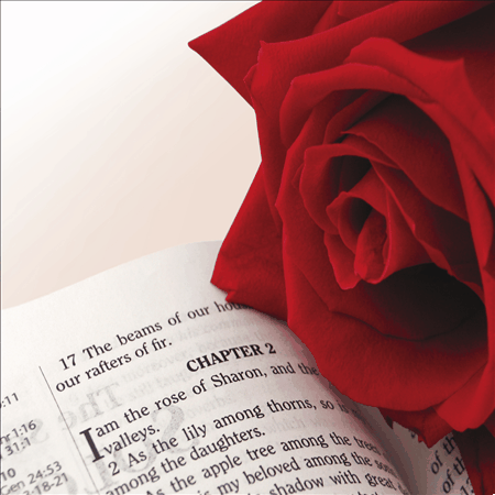 red rose on a bible page